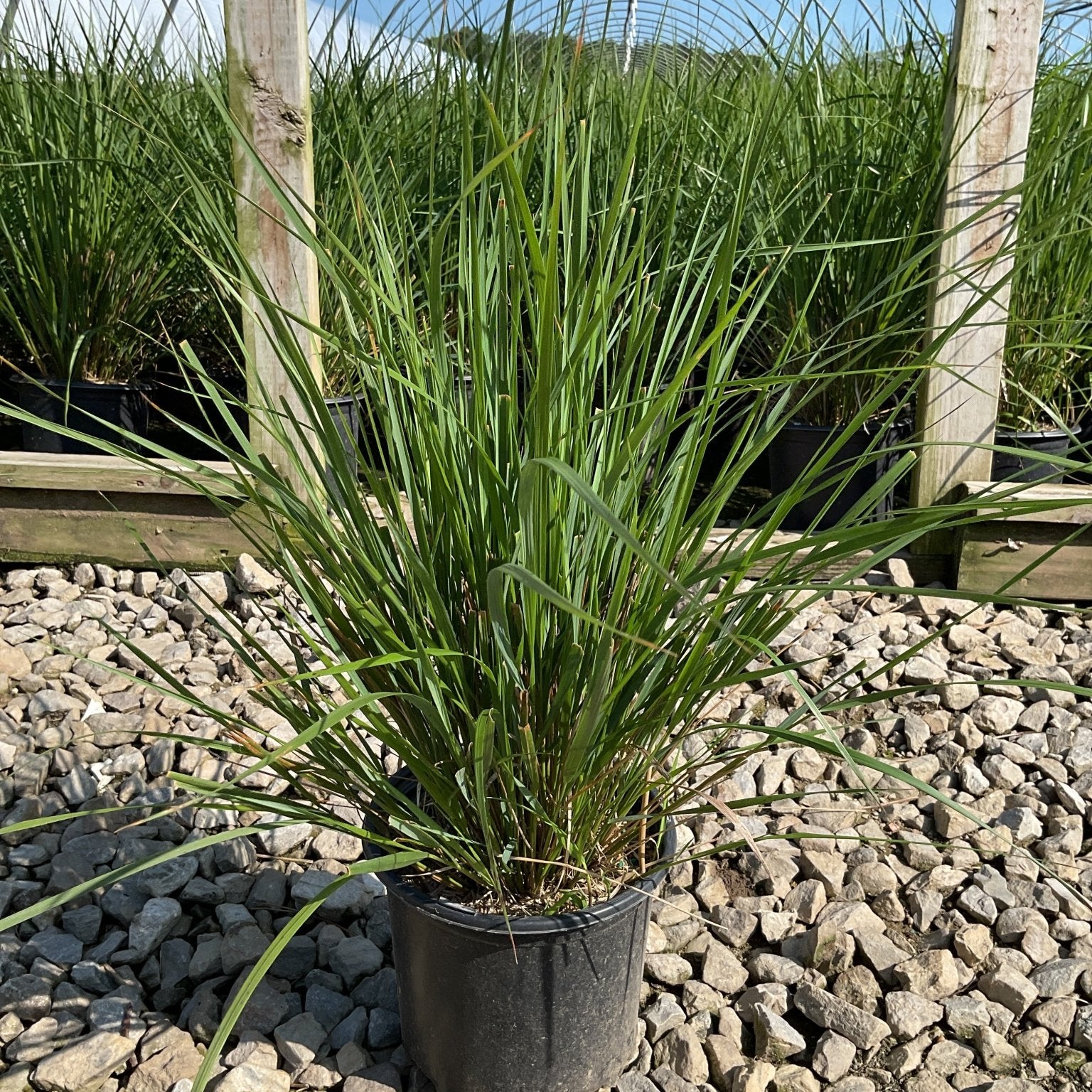 Karl Foerster Feather Reed Grass in a #1 container displaying upright green foliage at a nursery growing facility.