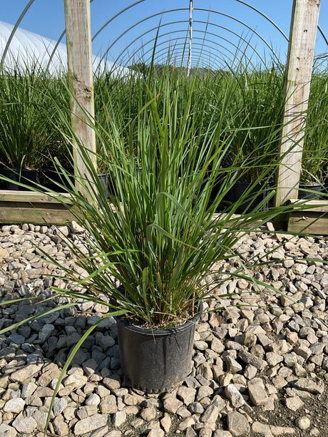 Karl Foerster Feather Reed Grass in a #1 container displaying upright green foliage at a nursery growing facility.
