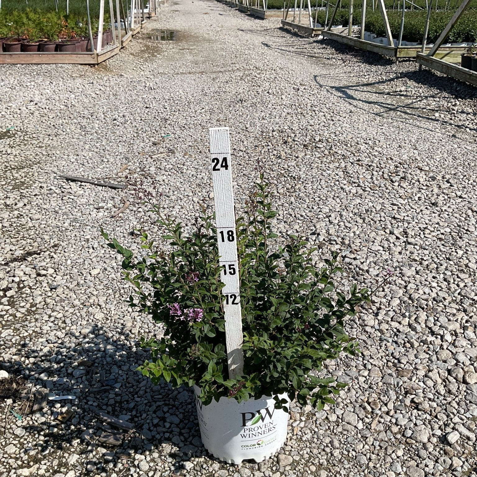 Bloomerang Purpink Reblooming Lilac in a #3 Proven Winners container beside a measurement stake at a nursery.