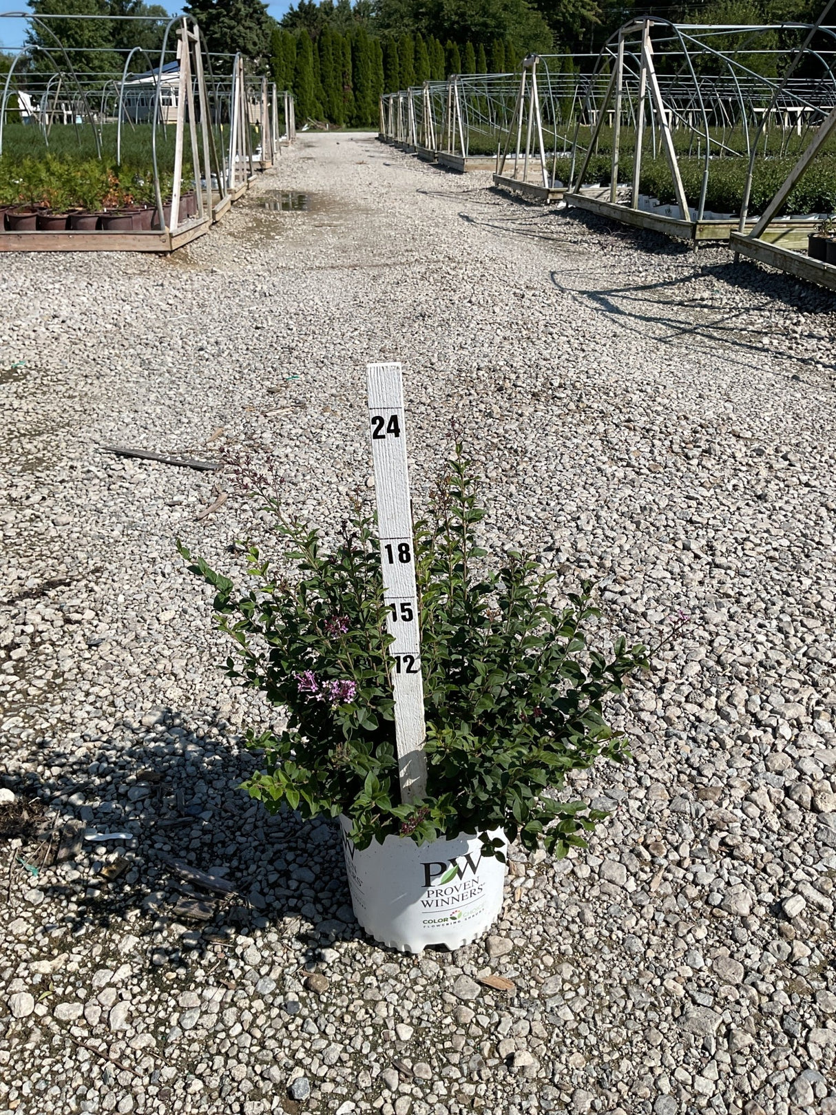 Bloomerang Purpink Reblooming Lilac in a #3 Proven Winners container beside a measurement stake at a nursery.