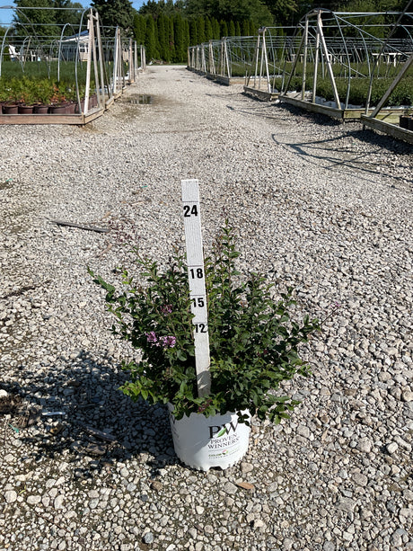 Bloomerang Purpink Reblooming Lilac in a #3 Proven Winners container beside a measurement stake at a nursery.