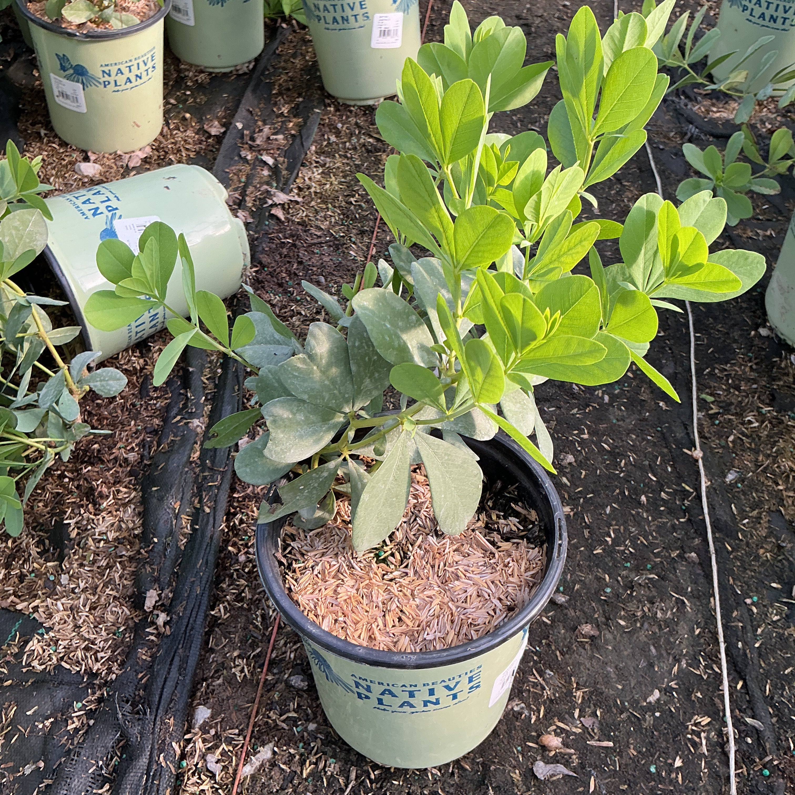 Blue False Indigo Baptisia australis in a #1 container showing bright green palmate foliage at a nursery.