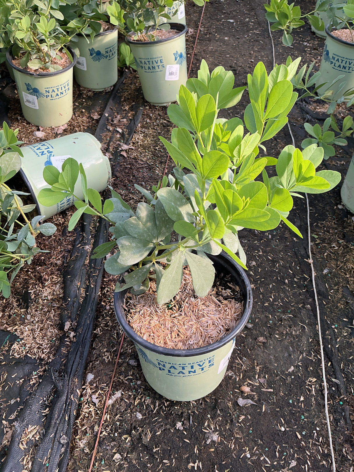 Blue False Indigo Baptisia australis in a #1 container showing bright green palmate foliage at a nursery.