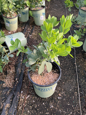 Blue False Indigo Baptisia australis in a #1 container showing bright green palmate foliage at a nursery.