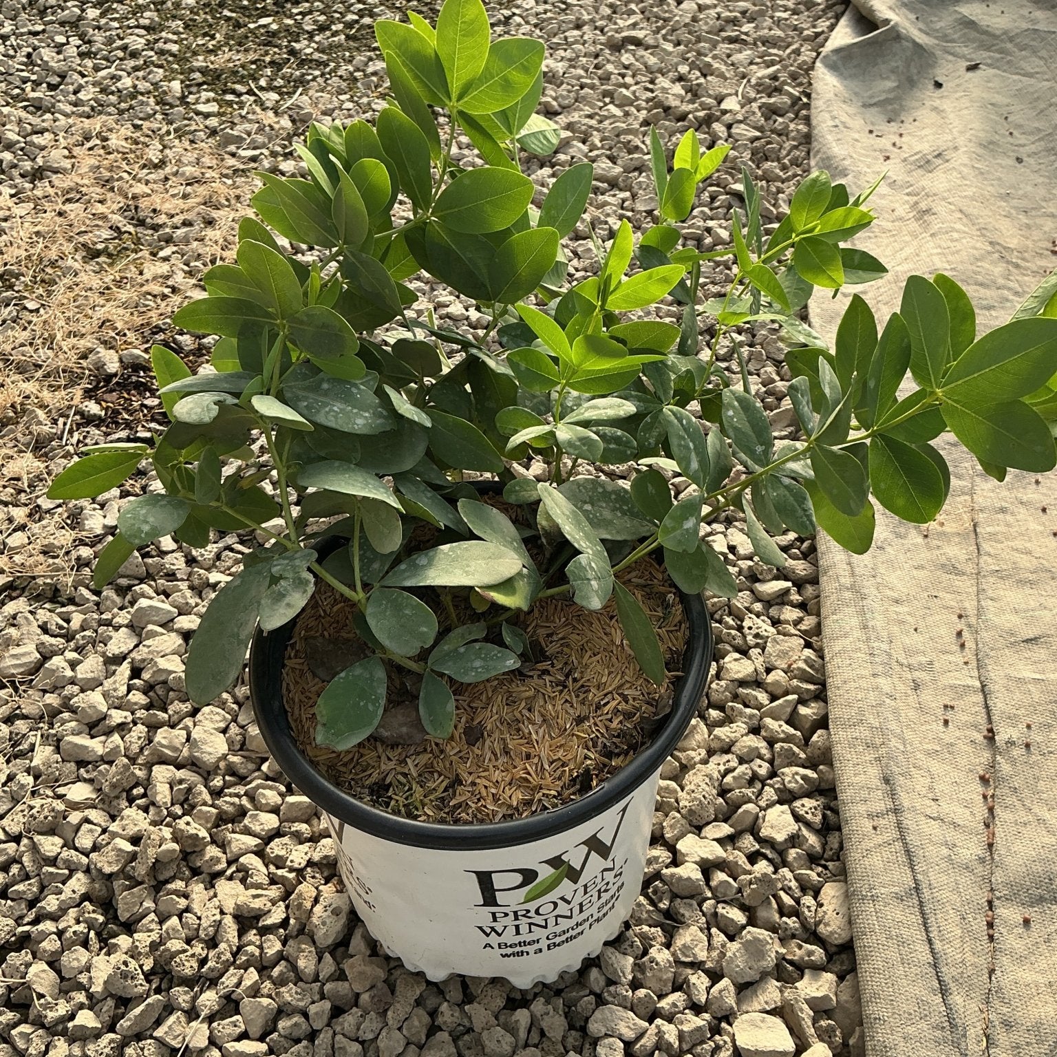Baptisia Pink Truffles false indigo in a Proven Winners #1 container, showing lush green compound foliage on gravel.