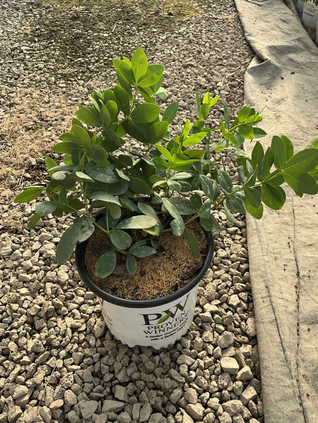 Baptisia Pink Truffles false indigo in a Proven Winners #1 container, showing lush green compound foliage on gravel.