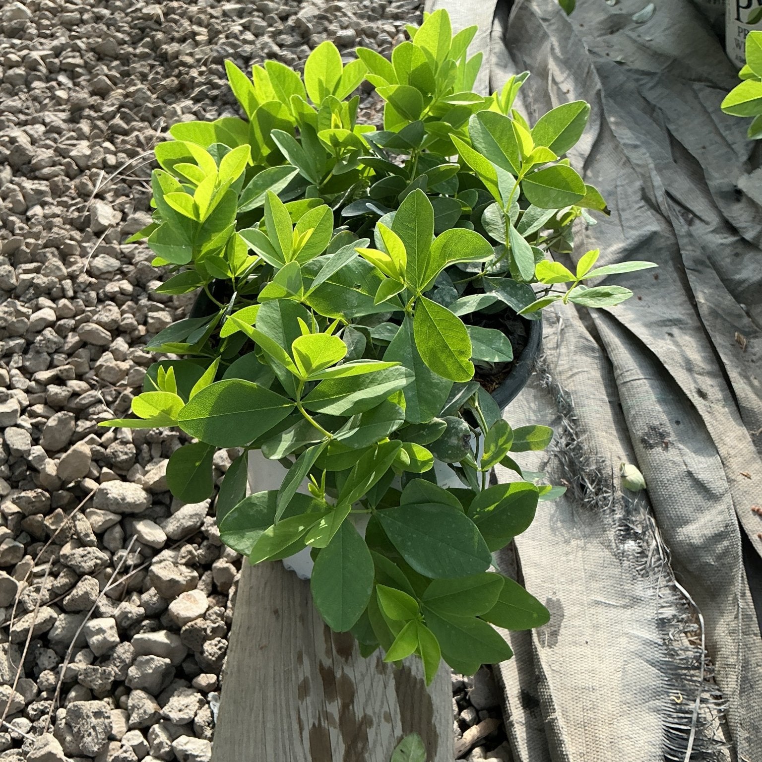 Baptisia x Sparkling Sapphires False Indigo in a nursery container showing dense bright green foliage in full sun.