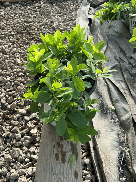 Baptisia x Sparkling Sapphires False Indigo in a nursery container showing dense bright green foliage in full sun.