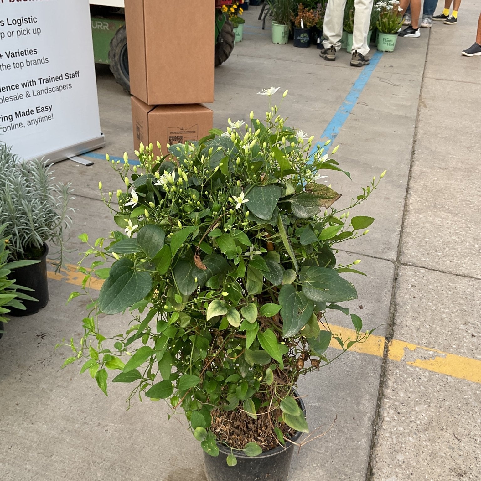 Sweet Autumn Clematis in a #1 container covered in small white blooms and buds, displayed on concrete at a nursery.