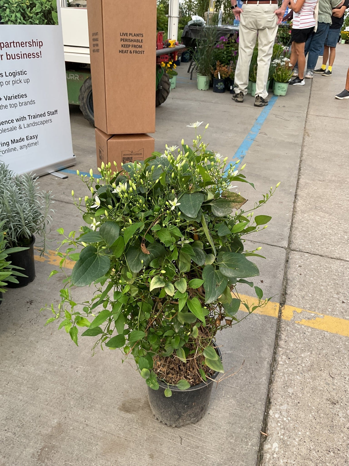 Sweet Autumn Clematis in a #1 container covered in small white blooms and buds, displayed on concrete at a nursery.
