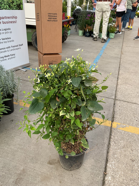 Sweet Autumn Clematis in a #1 container covered in small white blooms and buds, displayed on concrete at a nursery.