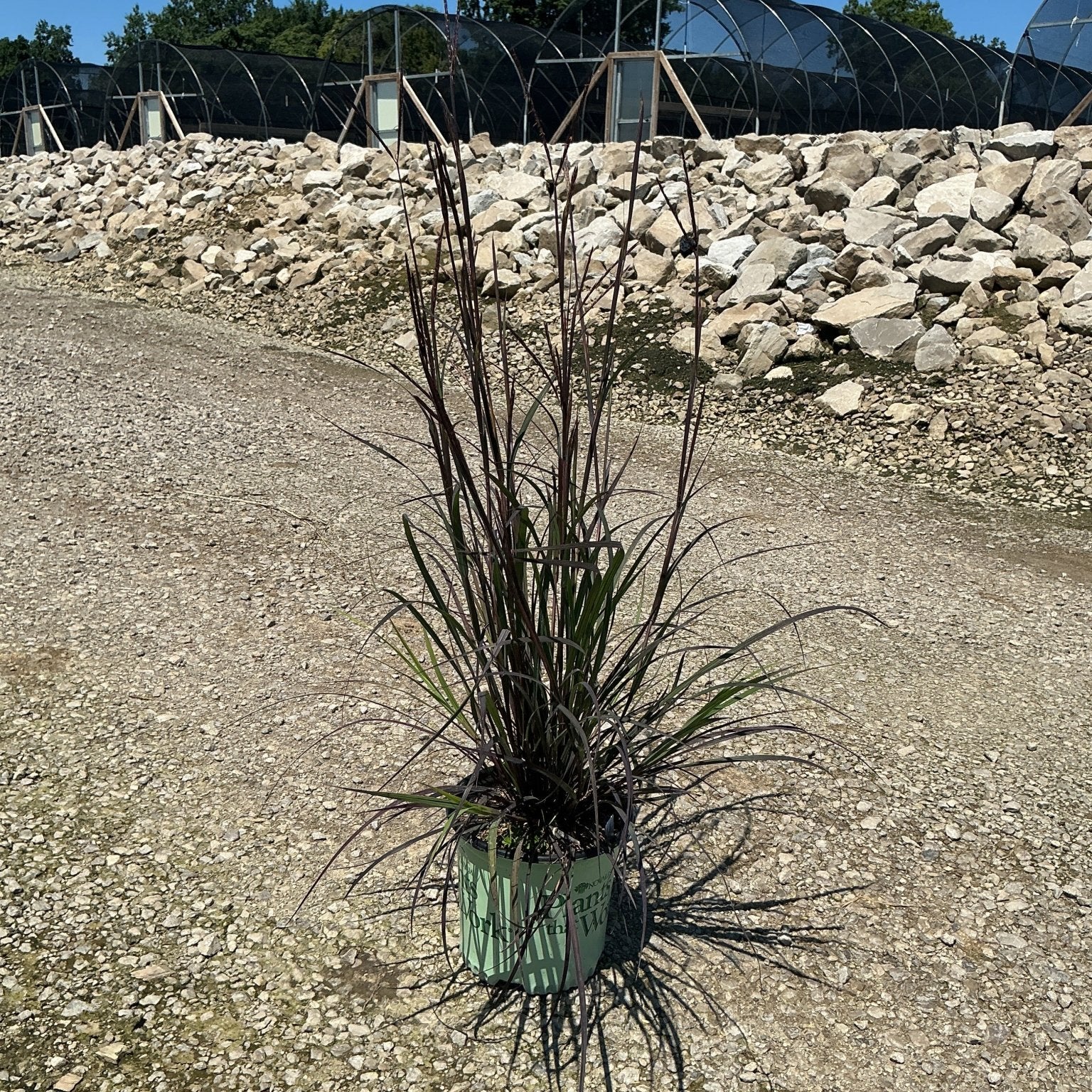 Andropogon gerardii Blackhawks Big Bluestem in a nursery container, showing deep burgundy upright foliage and tall flower stems.