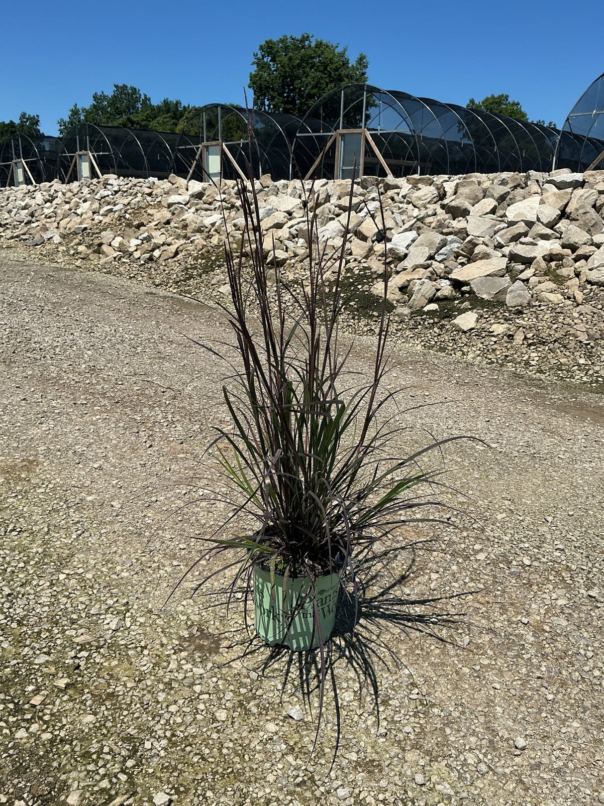Andropogon gerardii Blackhawks Big Bluestem in a nursery container, showing deep burgundy upright foliage and tall flower stems.