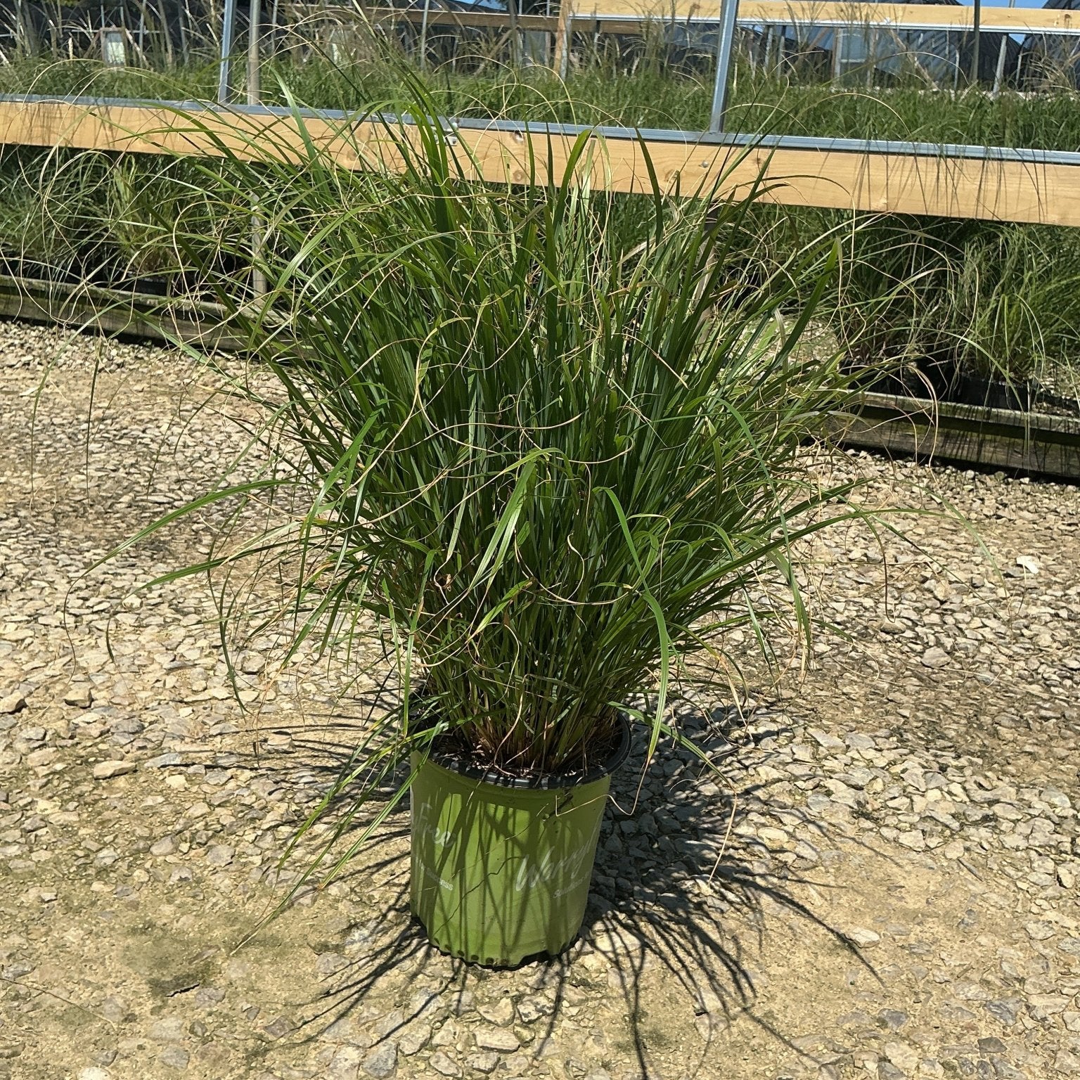 Cayenne Sterile Fountain Grass in a green nursery container showing lush arching green foliage at a garden center.