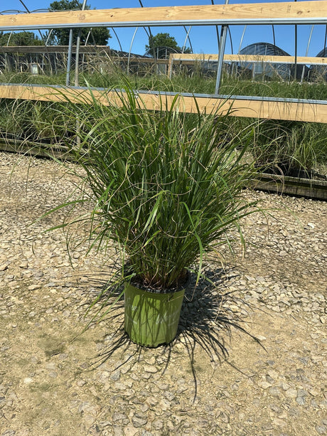 Cayenne Sterile Fountain Grass in a green nursery container showing lush arching green foliage at a garden center.