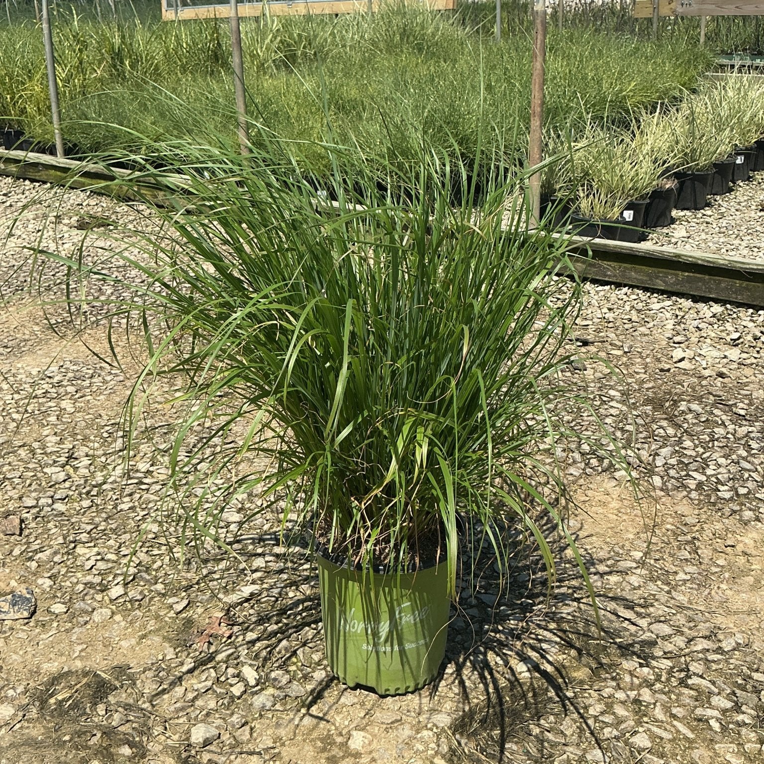 Jambalaya Fountain Grass in a #2 container at a nursery, showing a full arching clump of green foliage.