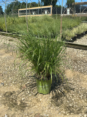 Jambalaya Fountain Grass in a #2 container at a nursery, showing a full arching clump of green foliage.