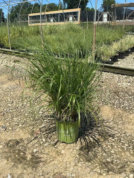 Jambalaya Fountain Grass in a #2 container at a nursery, showing a full arching clump of green foliage.