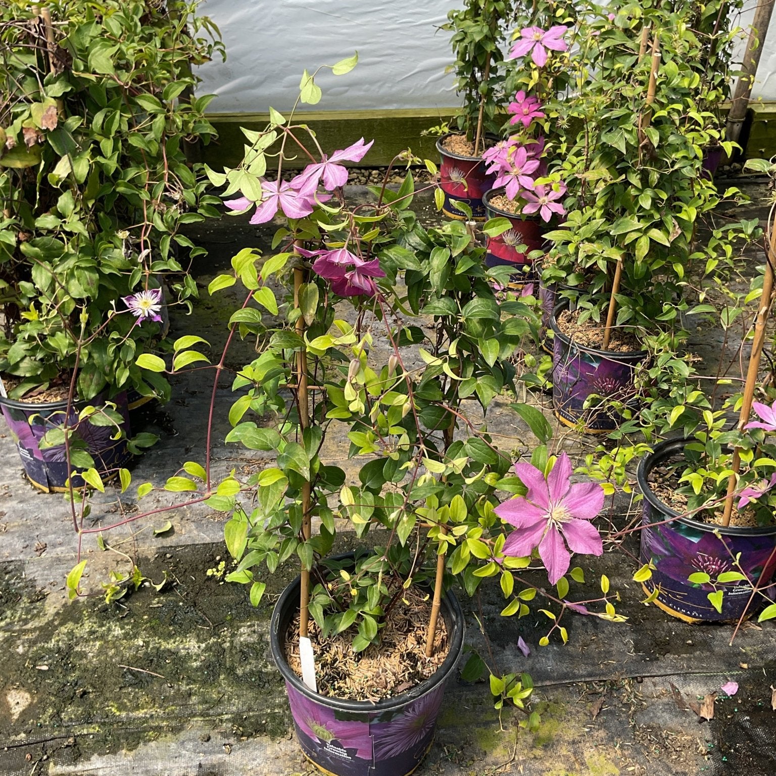 Sally Clematis vines in purple nursery containers display pink-purple blooms and lush green foliage at a garden center.