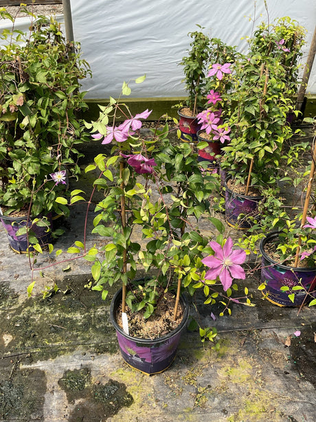 Sally Clematis vines in purple nursery containers display pink-purple blooms and lush green foliage at a garden center.