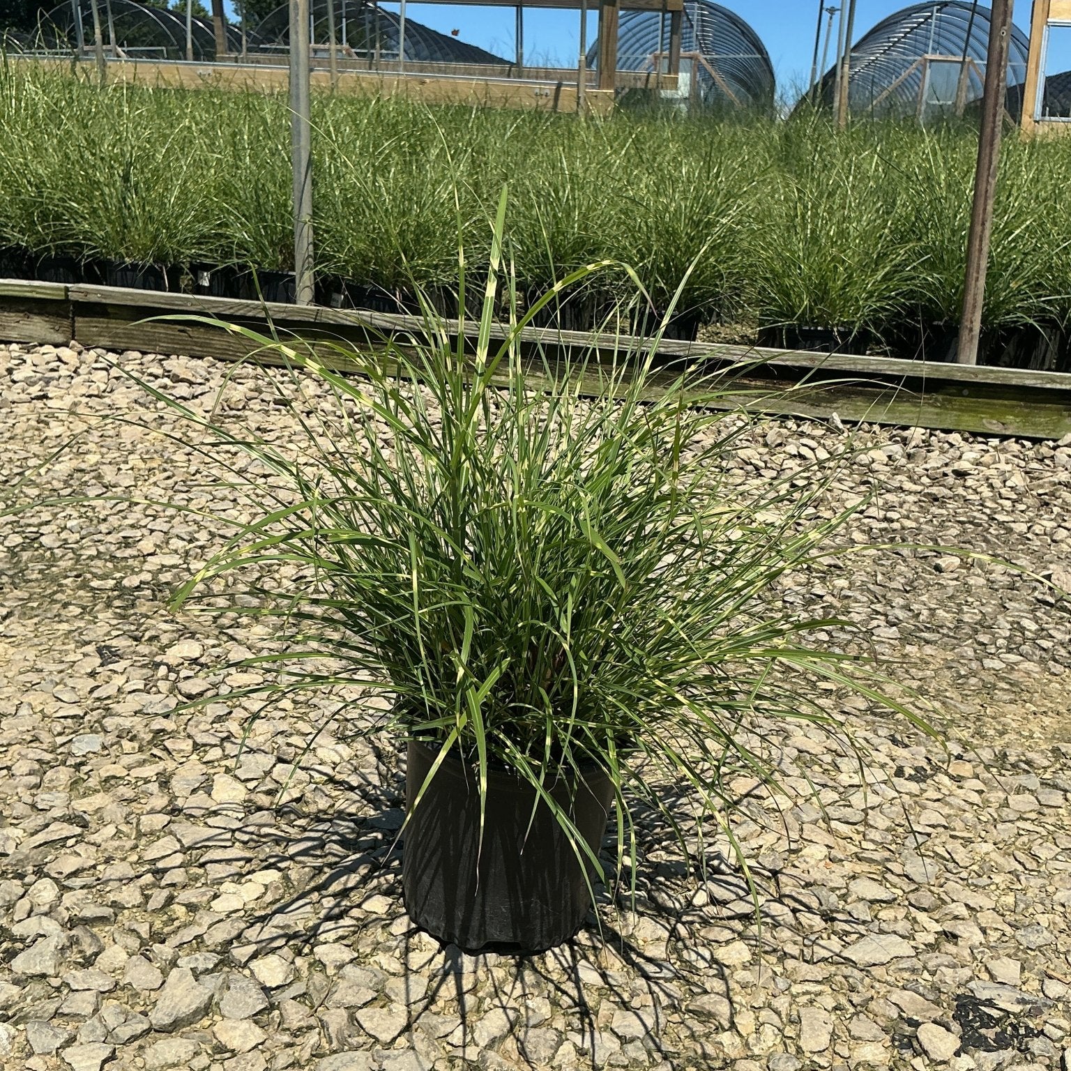 Little Zebra Maiden Grass in a #1 container displayed on gravel at a nursery, showing its arching green foliage habit.
