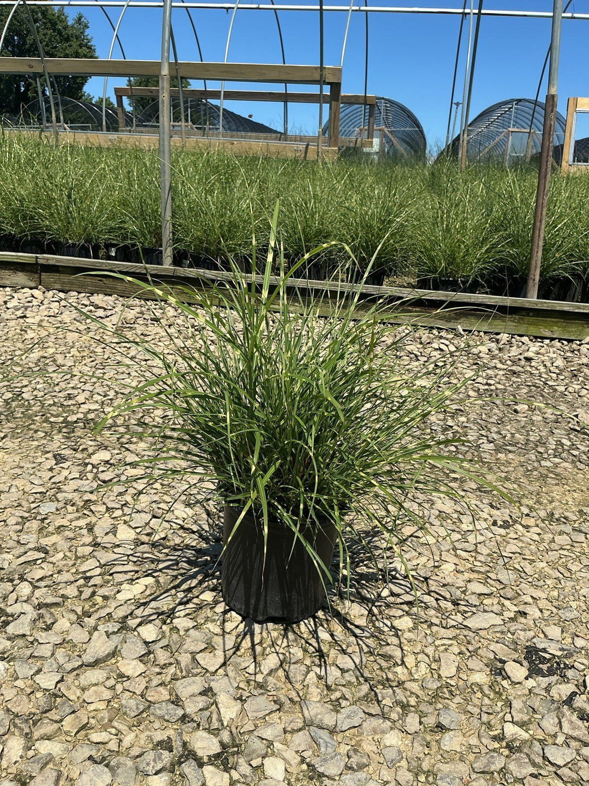 Little Zebra Maiden Grass in a #1 container displayed on gravel at a nursery, showing its arching green foliage habit.