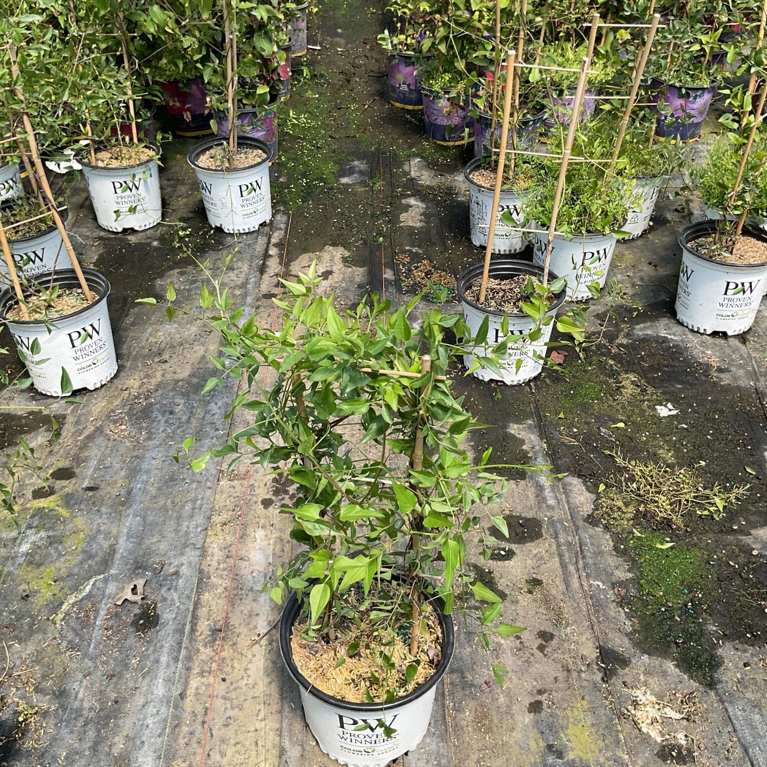 Sweet Summer Love Clematis in a #1 Proven Winners container displaying lush green foliage at a nursery.