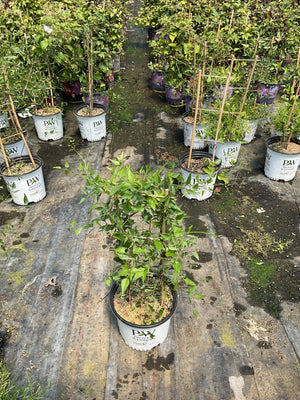 Sweet Summer Love Clematis in a #1 Proven Winners container displaying lush green foliage at a nursery.