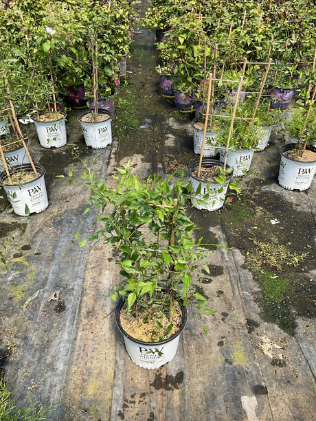Sweet Summer Love Clematis in a #1 Proven Winners container displaying lush green foliage at a nursery.