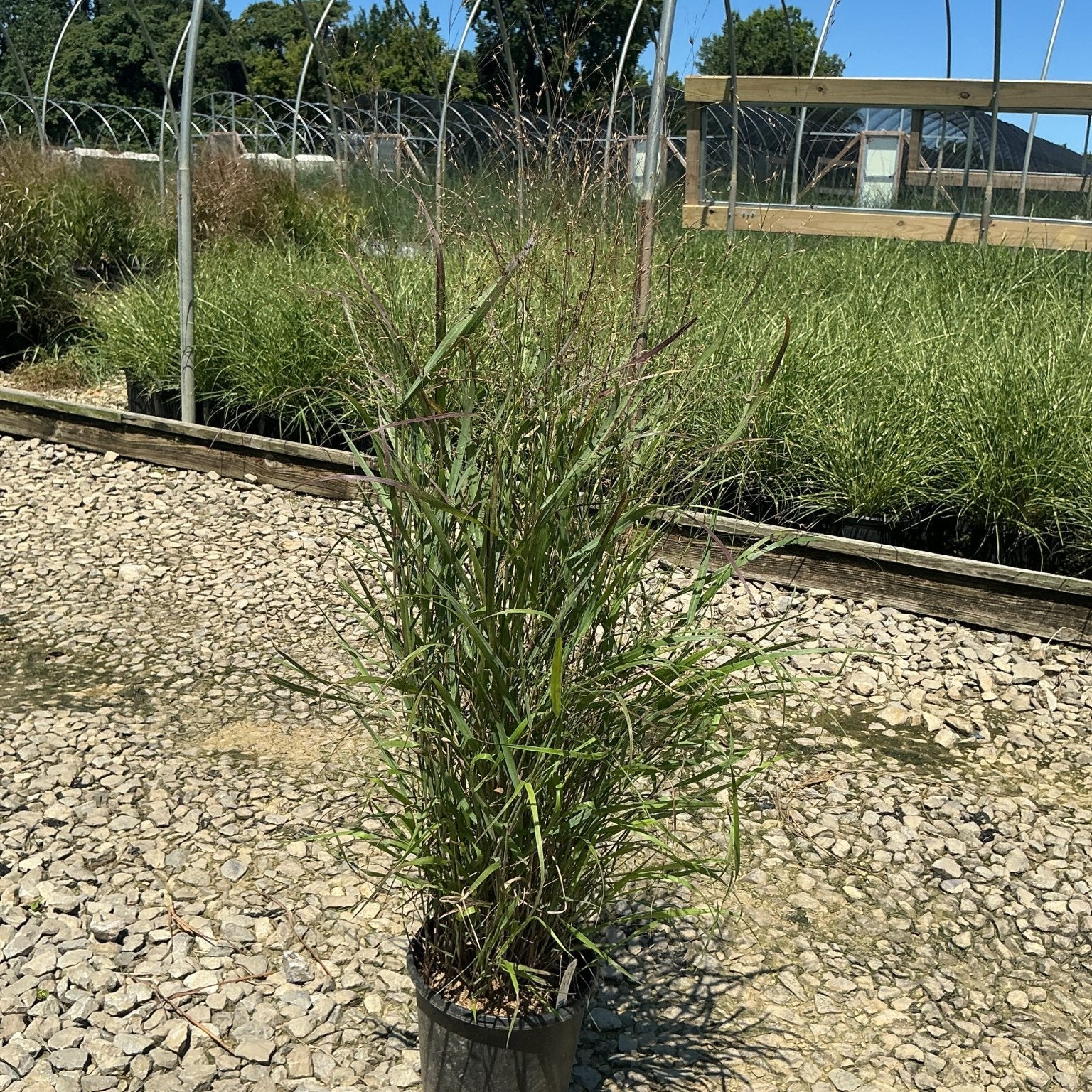 Shenandoah Switch Grass in a #1 container displayed on gravel at a nursery, showing upright green foliage with reddish stems.