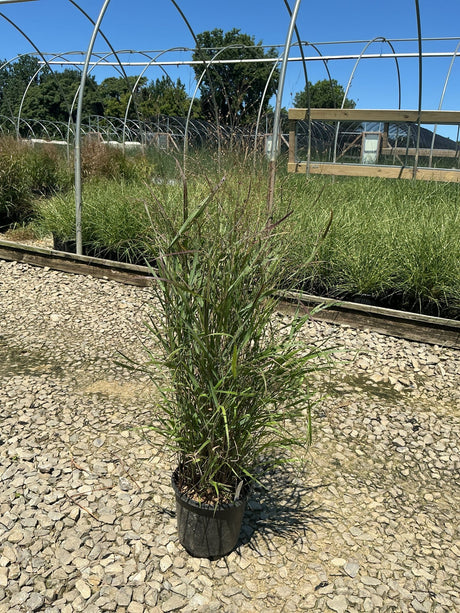 Shenandoah Switch Grass in a #1 container displayed on gravel at a nursery, showing upright green foliage with reddish stems.