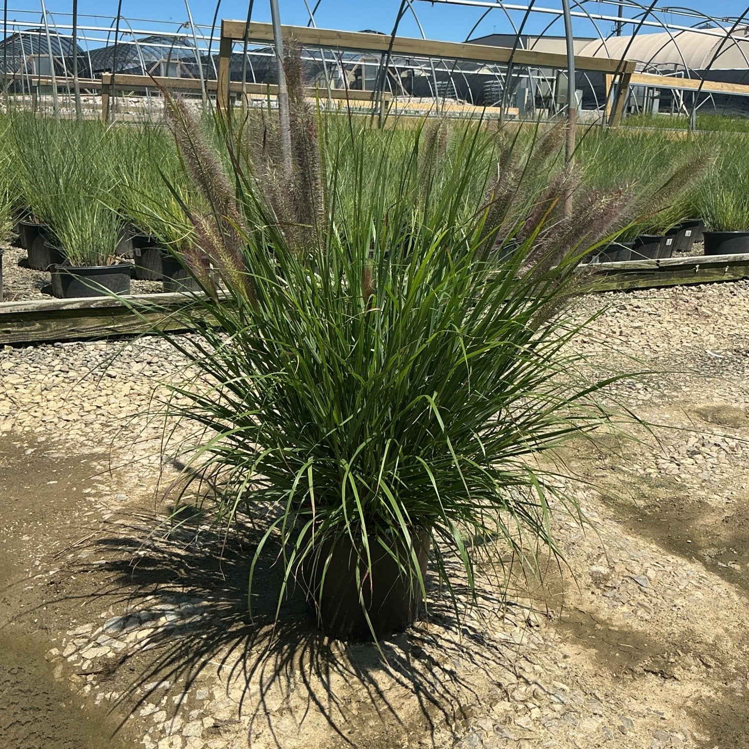 Redhead Fountain Grass in a #3 container showing full clumping habit with burgundy-pink plumes at a nursery.