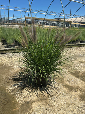 Redhead Fountain Grass in a #3 container showing full clumping habit with burgundy-pink plumes at a nursery.