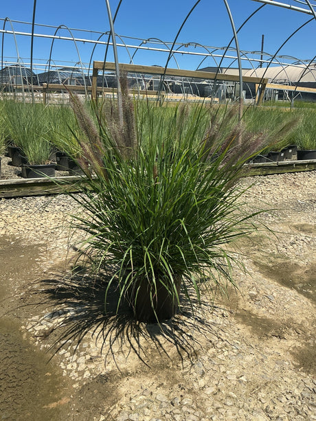 Redhead Fountain Grass in a #3 container showing full clumping habit with burgundy-pink plumes at a nursery.