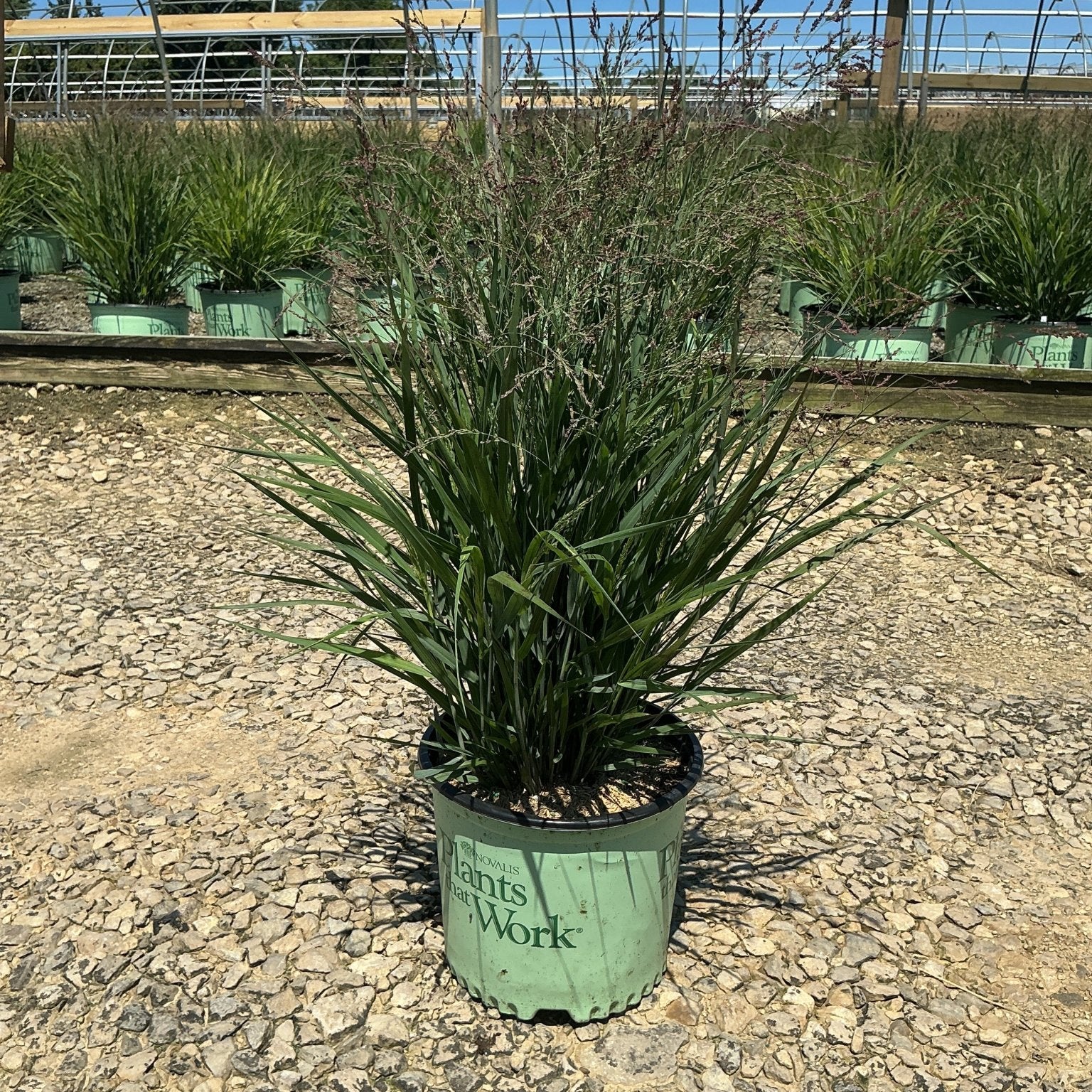 Dream Catcher Smoky Rose Switch Grass in a #3 container at a nursery, showing upright green foliage with airy reddish plumes.