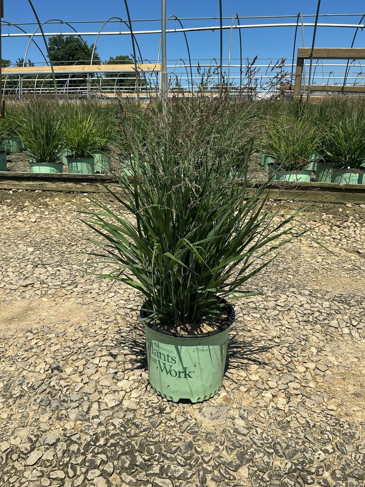 Dream Catcher Smoky Rose Switch Grass in a #3 container at a nursery, showing upright green foliage with airy reddish plumes.