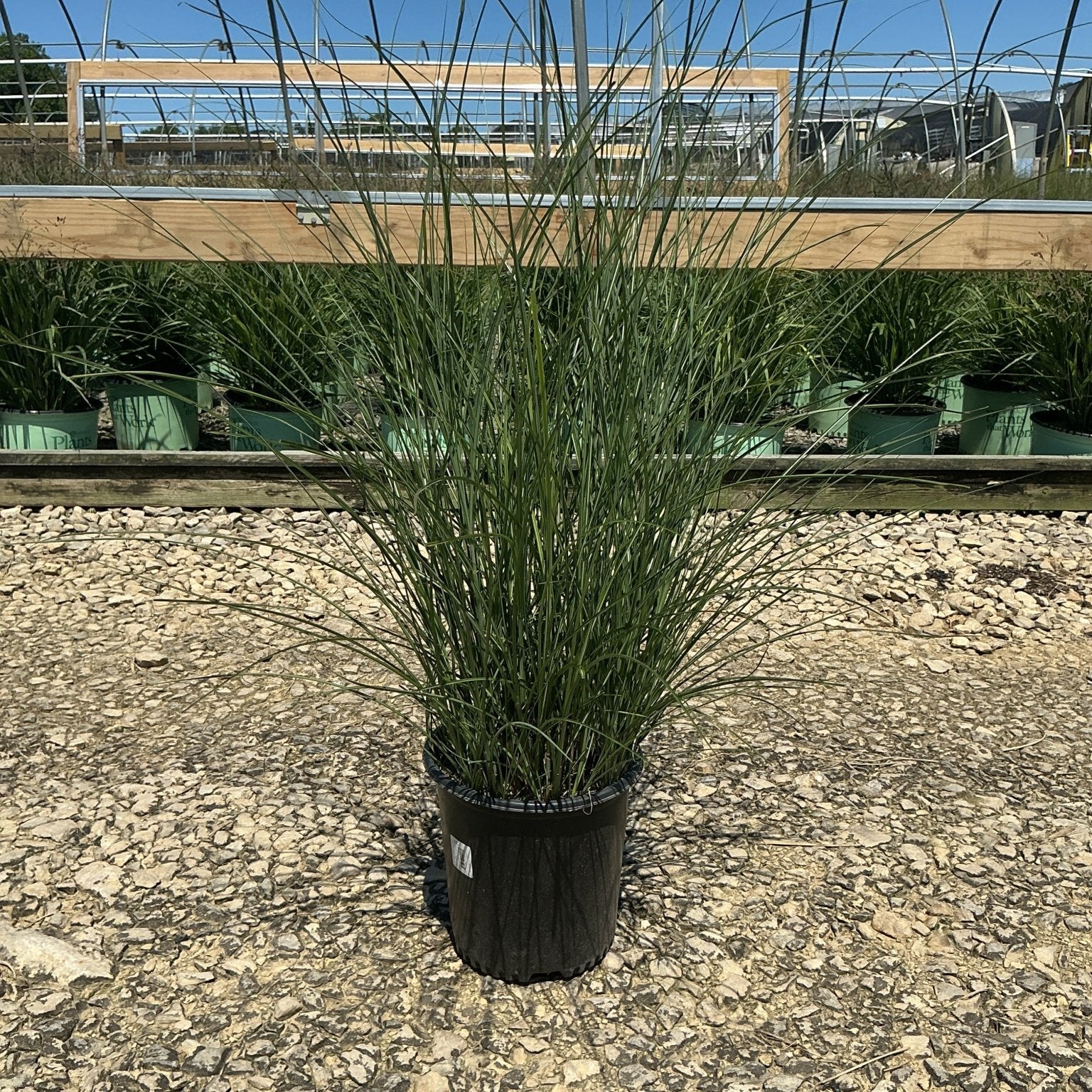 Maiden Grass Miscanthus sinensis Gracillimus in a #2 nursery container, showing full upright arching green foliage habit.