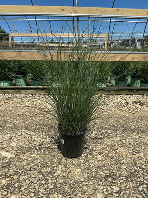Maiden Grass Miscanthus sinensis Gracillimus in a #2 nursery container, showing full upright arching green foliage habit.