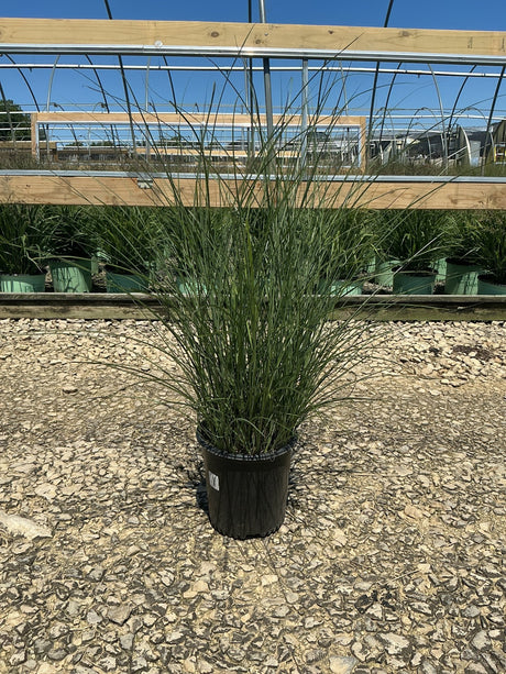 Maiden Grass Miscanthus sinensis Gracillimus in a #2 nursery container, showing full upright arching green foliage habit.