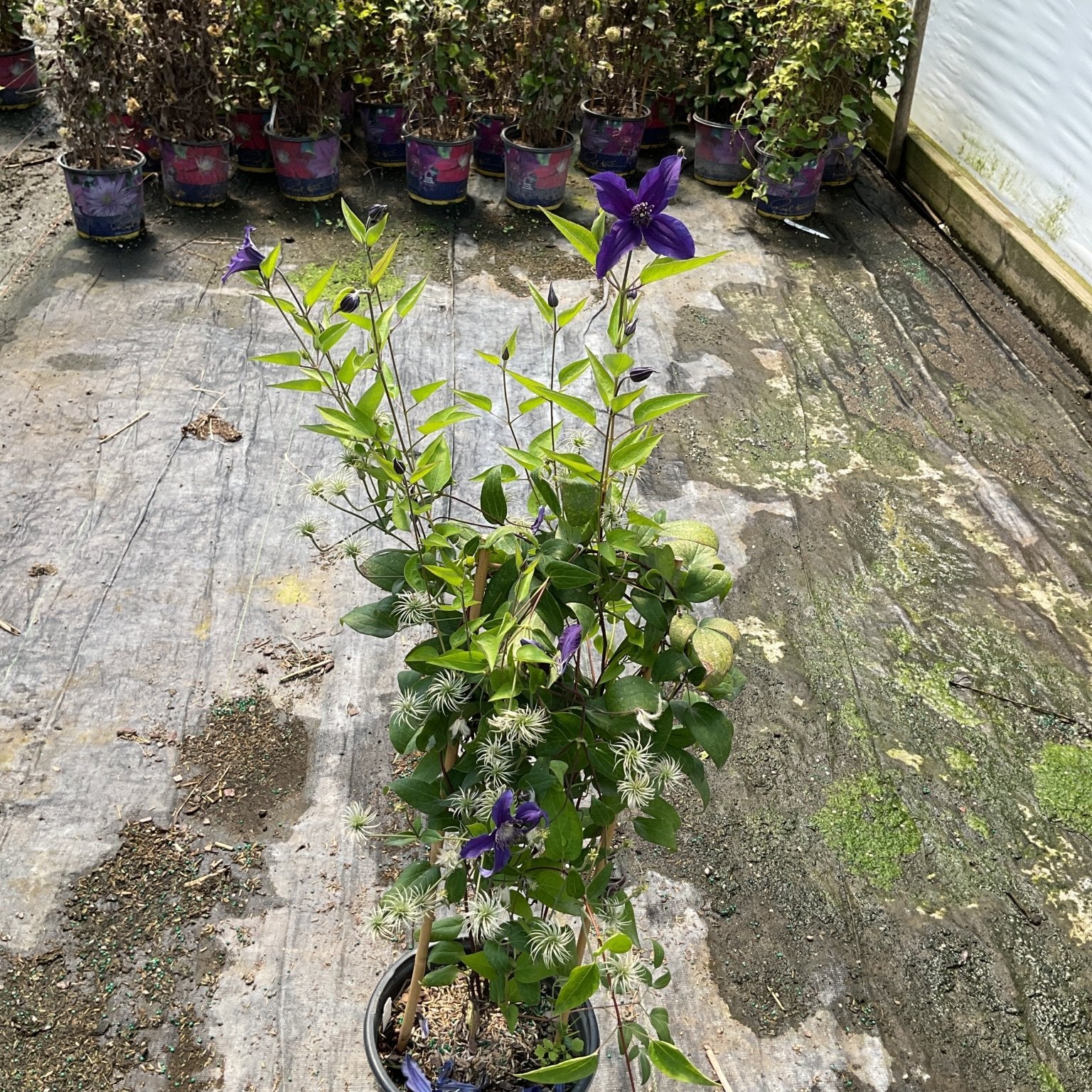 Sapphire Indigo Clematis in a black nursery container displaying deep purple blooms and feathery seed heads in a greenhouse.