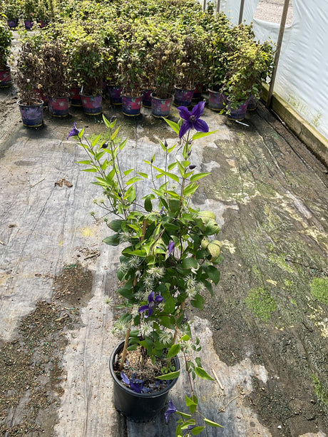 Sapphire Indigo Clematis in a black nursery container displaying deep purple blooms and feathery seed heads in a greenhouse.