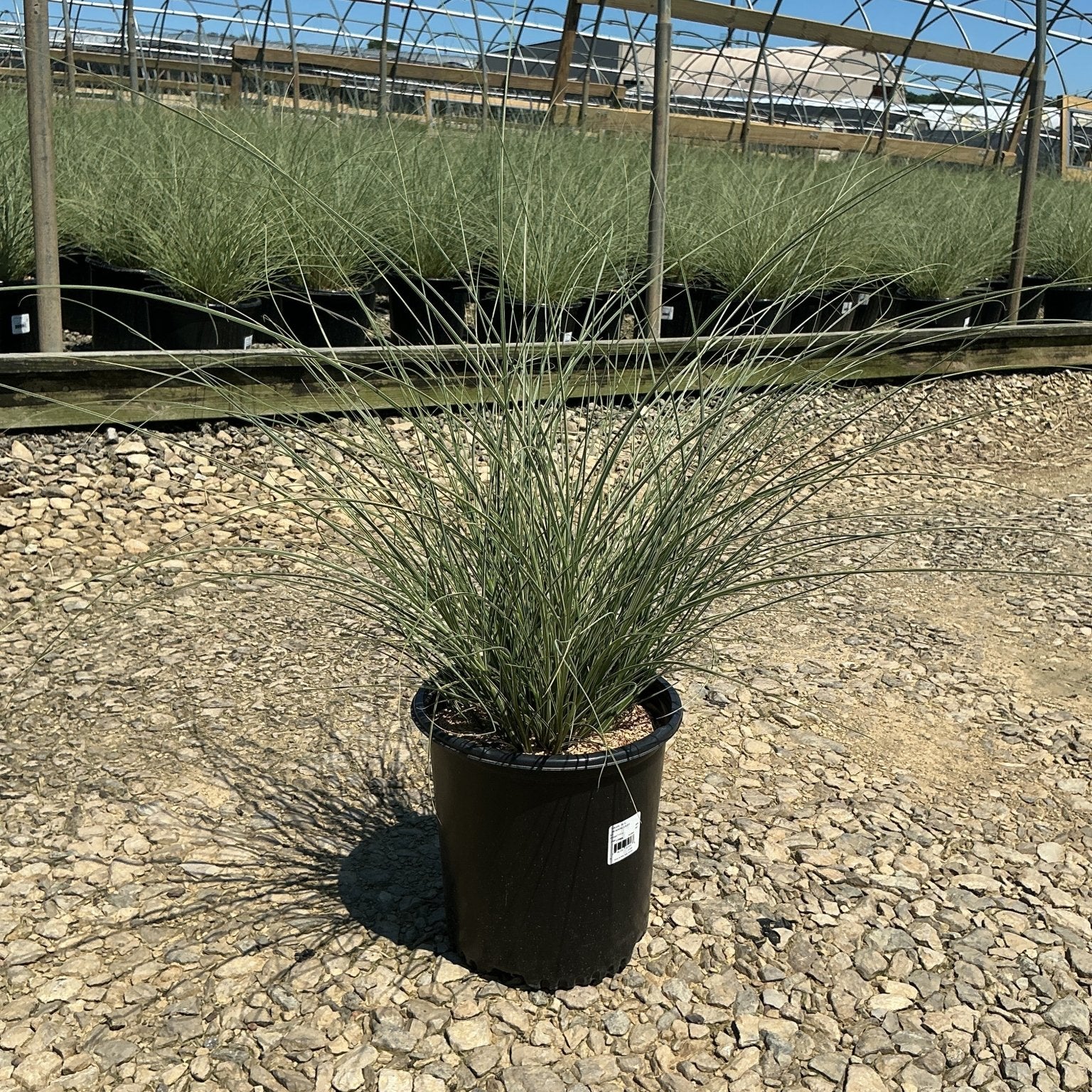 Morning Light Silver Grass in a #2 container at a nursery, showing fine silvery-green arching blades.
