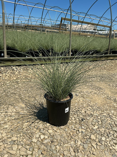 Morning Light Silver Grass in a #2 container at a nursery, showing fine silvery-green arching blades.