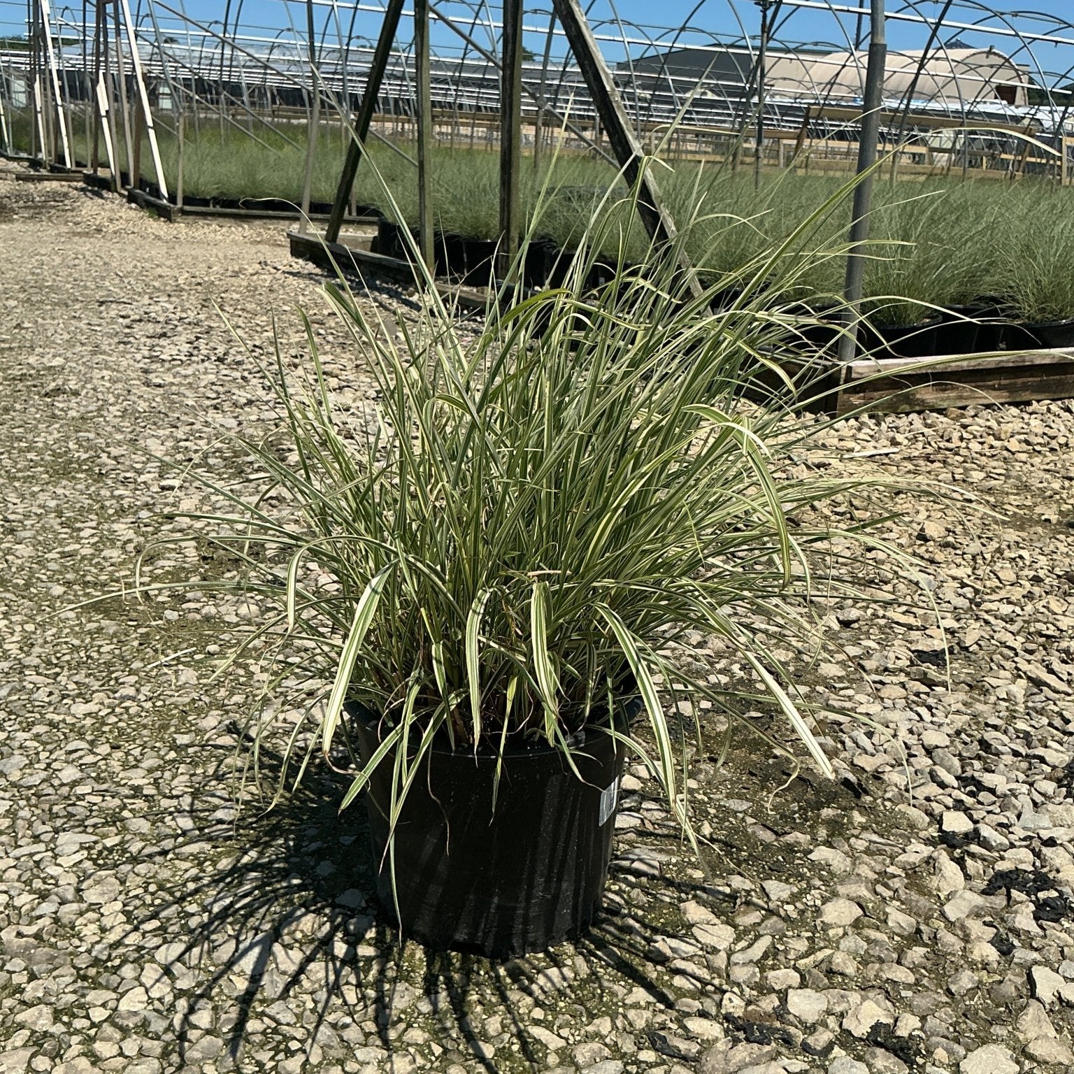Rigoletto Maiden Grass in a #3 container displaying creamy white-edged green blades at a nursery grow yard.
