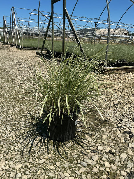 Rigoletto Maiden Grass in a #3 container displaying creamy white-edged green blades at a nursery grow yard.