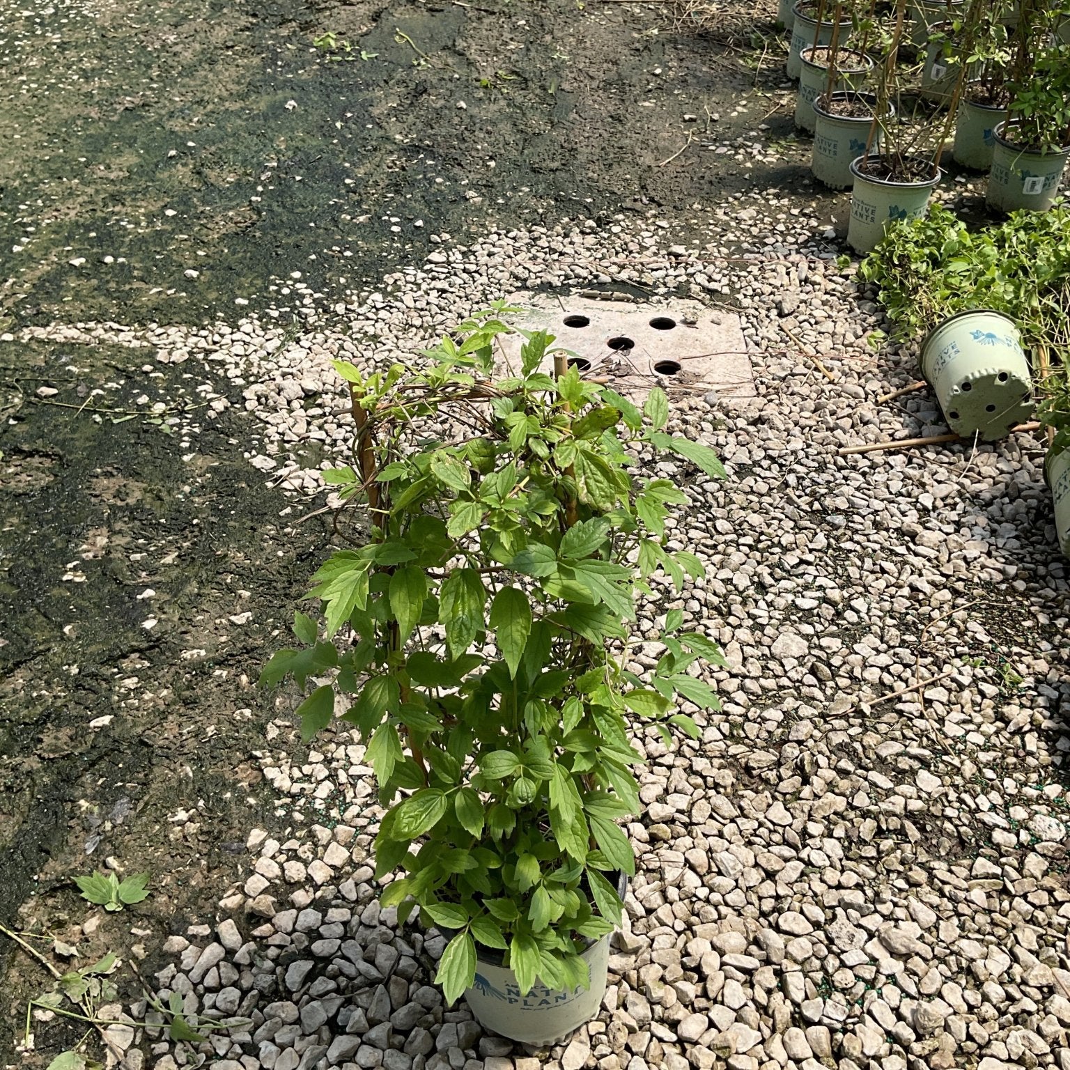 Clematis virginiana Woodbine vine growing in a #1 nursery container on a gravel surface at a plant nursery.