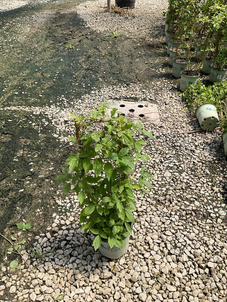 Clematis virginiana Woodbine vine growing in a #1 nursery container on a gravel surface at a plant nursery.