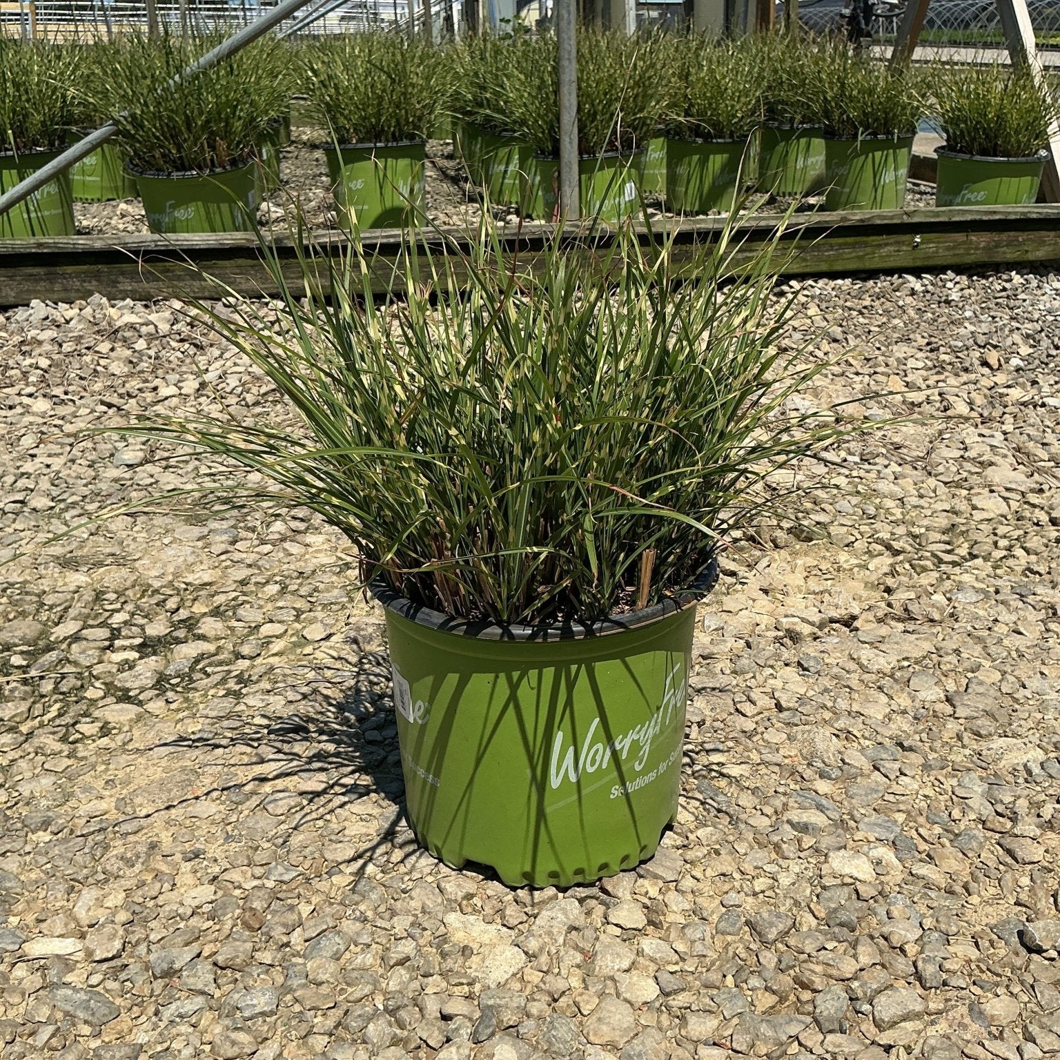 Bandwidth Maiden Grass in a #3 container displayed on gravel at a nursery, showing its arching green and cream-striped blades.