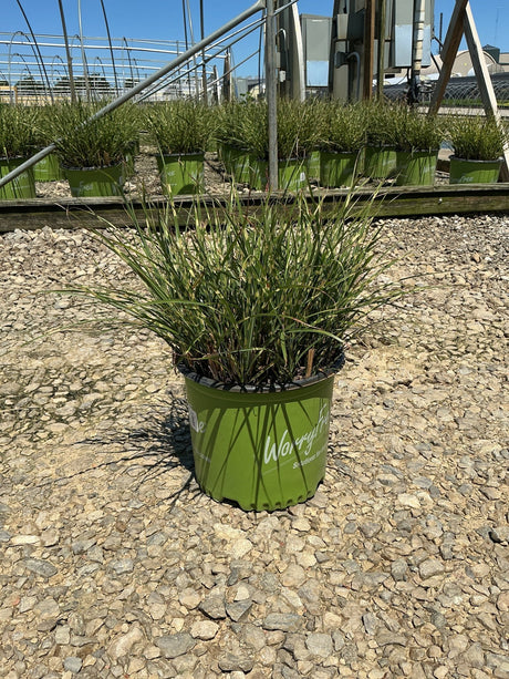 Bandwidth Maiden Grass in a #3 container displayed on gravel at a nursery, showing its arching green and cream-striped blades.