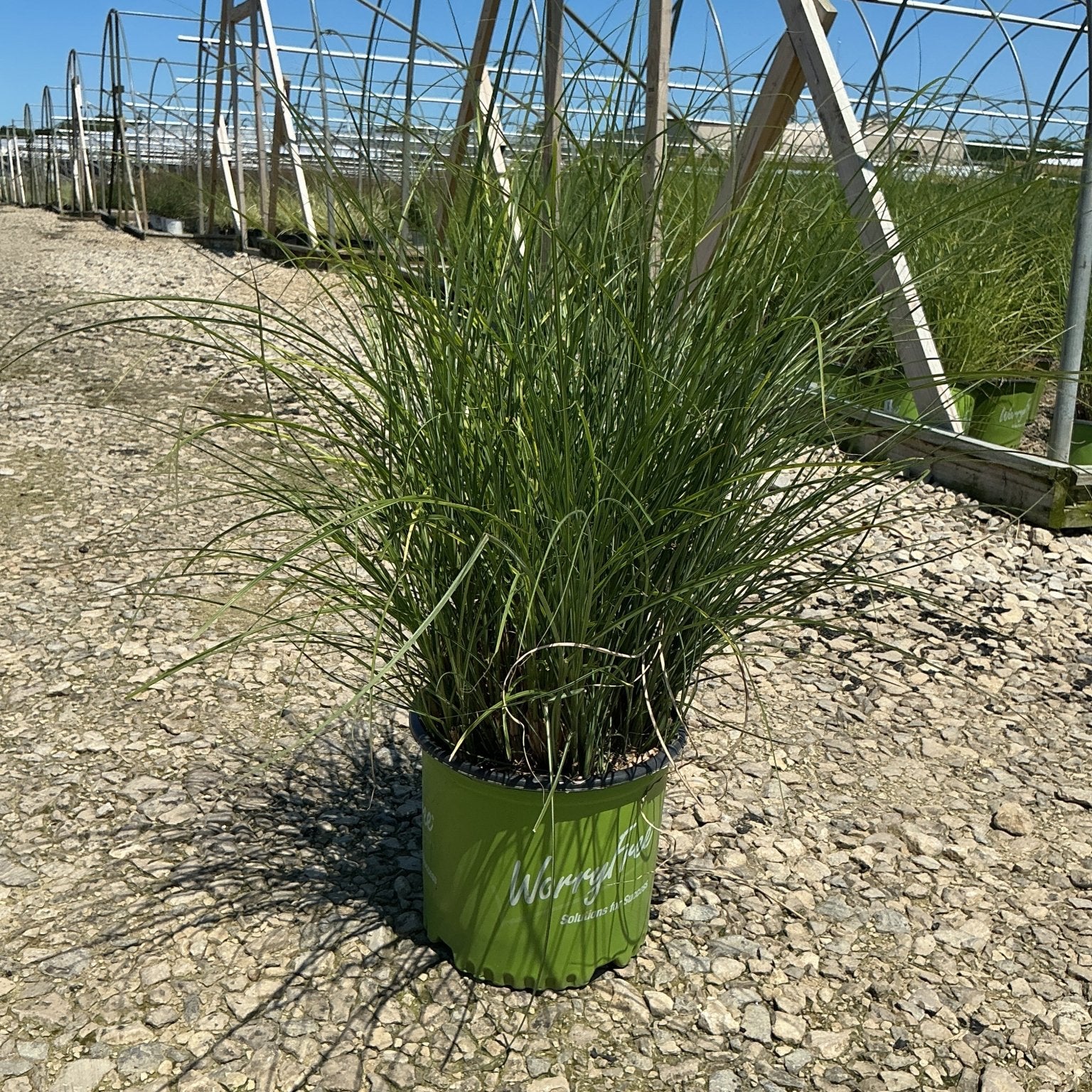 Scout Maiden Grass Miscanthus sinensis in a #3 nursery container with arching green foliage at a greenhouse grow yard.
